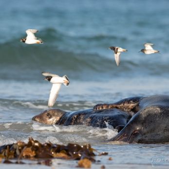 Bild: Kegelrobben Helgoland (Foto Helgoland im Dezember 2016 Kegelrobben bei der Paarung)