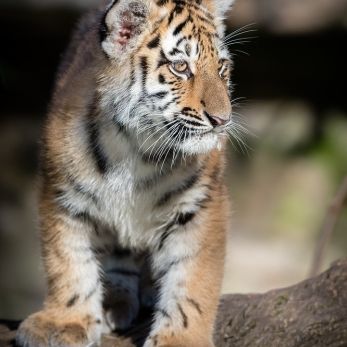 Bild: Sibiriischer Tiger - Tiergarten Nürnberg (tierg-tiger-004.jpg)