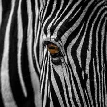Bild: Zebra - Tiergarten Nürnberg (tiergarten004-zebra.jpg)