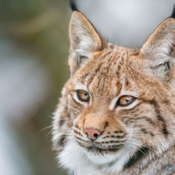 Bild: Luchs - bayr. Wald (Bayr_Wald_2015-003.jpg)
