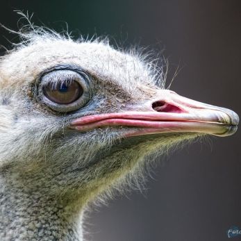 Bild: Strauss - Tierpark Hellabrunn (hellabrunn-004.jpg)