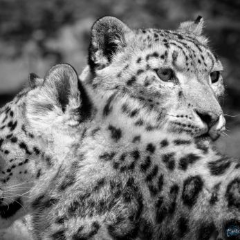 Bild: Schneeleopard - Tiergarten Nürnberg (tiergarten-schneeleo-001.jpg)