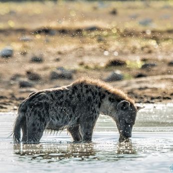 Bild: Tüpfelhyäne - Etoscha - Namibia (037-Namibia-hyaene.jpg)