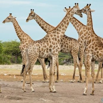 Bild: Giraffe - Etoscha - Namibia (033-Namibia-Giraffe.jpg)