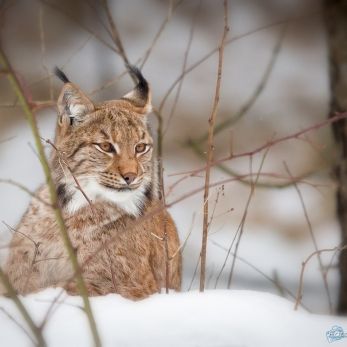 Bild: Luchs - bayr. Wald (Bayr_Wald_2015-009.jpg)