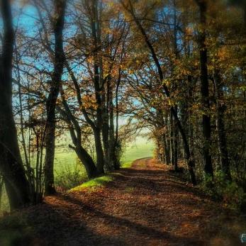 Bild: Waldweg Handyfoto (handy-001.jpg)