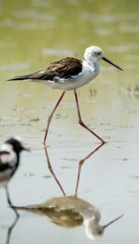 <p>Stelzenläufer</p>