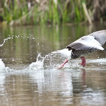 Bild: Graugans (wildlife-005-gans.jpg)