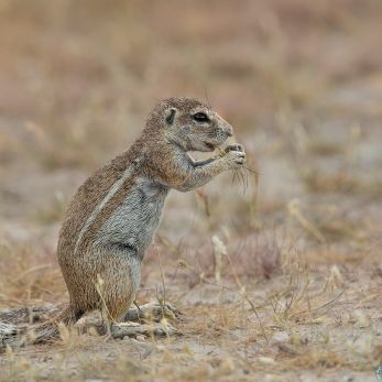 Bild: Erdhörnchen - Etoscha - Namibia (058-Namibia-erdhoernchen.jpg)