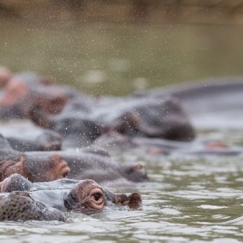 Bild: Nilpferd - Krügerpark - Südafrika (wildlife-nilpferd-002.jpg)