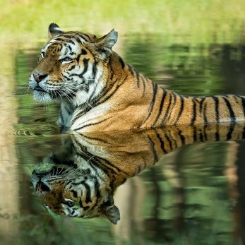 Bild: Sibiriischer Tiger - Serengetipark Hodenhagen (serengetipark-003.jpg)