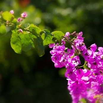 Bild: Südafrika (natur013.jpg)