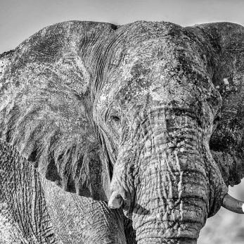 Bild: Afrikanischer Elefant - Etoscha - Namibia (019-Namibia-Elefant.jpg)