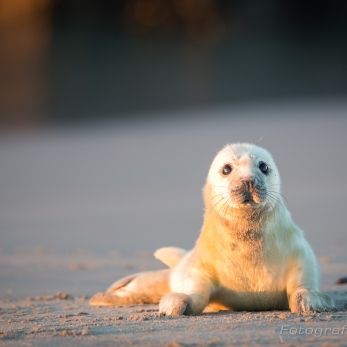 Bild: Kegelrobben Helgoland (B4A2188.jpg)