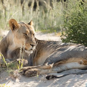 Bild: Löwe - Kalahari (317-Namibia-kala-loewe.jpg)