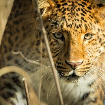 Bild: Leopard - Tierpark Hellabrunn (hellabrunn-leo-008.jpg)