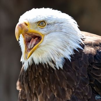 Bild: Weißkopf Seeadler (riedenburg-001.jpg)