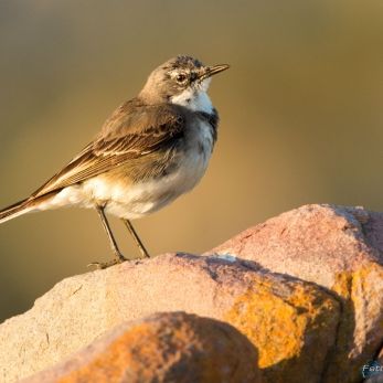 Bild: Südafrika (wildlife-001.jpg)