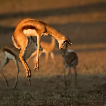 Bild: Springböcke - Kalahari (320-Namibia-kala-springbock.jpg)