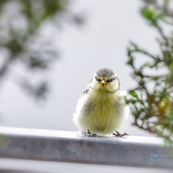 Bild: junge Blaumeise (2024-05-Blaumeise_68A0580.jpg)