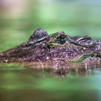 Bild: Krokodiel - Tierpark Hellabrunn (hellabrunn-001.jpg)