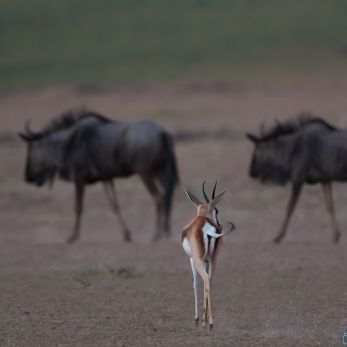 Bild: Springbock - Kalahari (321-Namibia-kala-springb.jpg)