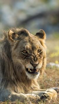 <p>Wildlife Löwe</p>