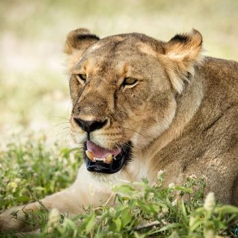 Bild: Löwe - Etoscha - Namibia (003-Namibia-Loewe.jpg)