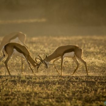Bild: Springböcke - Kalahari (322-Namibia-kala-springbock.jpg)