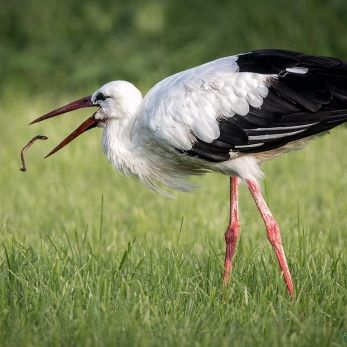 Bild: Storch (wildlife-011-storch.jpg)