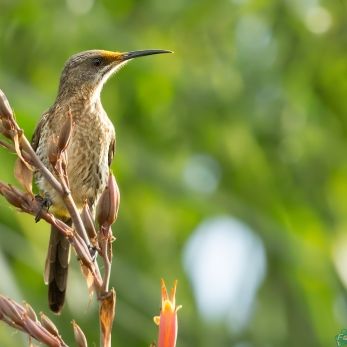 Bild: Sunbird Südafrika (wildlife-013-sunbird.jpg)