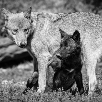 Bild: Wolf - Tierpark Bad Mergentheim (bmergenth-wolf004.jpg)