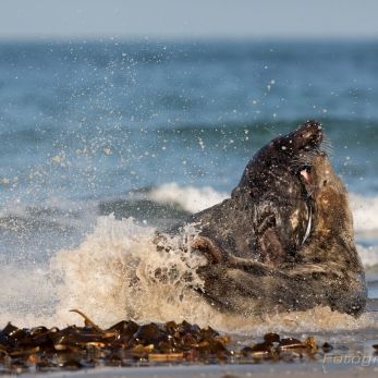 Bild: Kegelrobben Helgoland (Foto Helgoland im Dezember 2016 Kegelrobben)