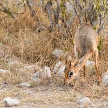 Bild: Dik Dik - Etoscha - Namibia (015-Namibia-Dik-Dik-.jpg)