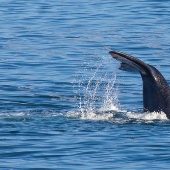 Bild: Glattwal - Gansbaai - Südarfika (wildlife-glattwal-010.jpg)