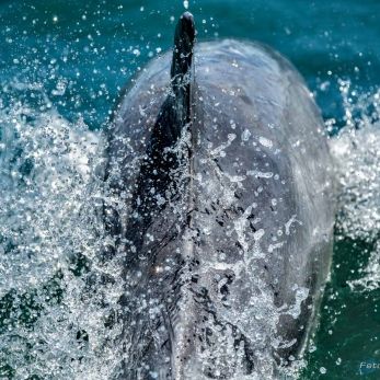 Bild: Delfin - Gansbaai (wildlife-delfin-010.jpg)