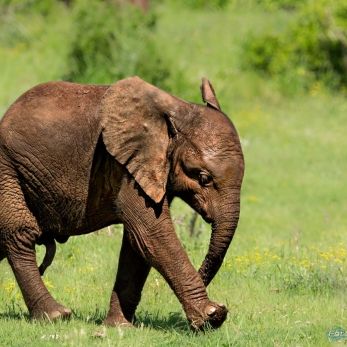 Bild: Elefant - Addo Elefant Park (wildlife-elefant-005.jpg)