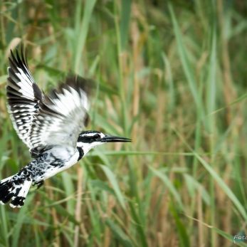 Bild: Graufischer Südafrika (wildlife-eisvogel-004.jpg)
