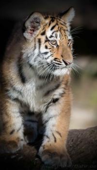 <p>sibirischer Tiger</p>