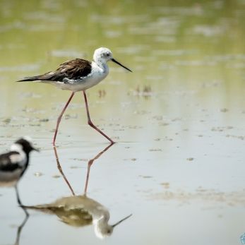 Bild: Stelzenläufer - Etoscha - Namibia (012-Namibia-Vogel-.jpg)