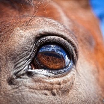 Bild: Pferd (animals008.jpg)