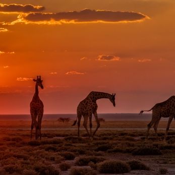 Bild: Giraffen - Etoscha - Namibia (046-Namibia-giraffen.jpg)