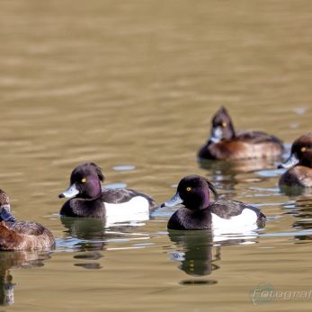 Bild: am Rothsee (2021-02_Rothsee__68A6499.jpg)