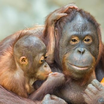 Bild: Orang-Utan - Zoo Münster (animals-münster-003.jpg)