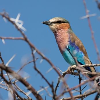 Bild: Gabelracke - Etoscha - Namibia (008-Namibia-Gabelracke.jpg)