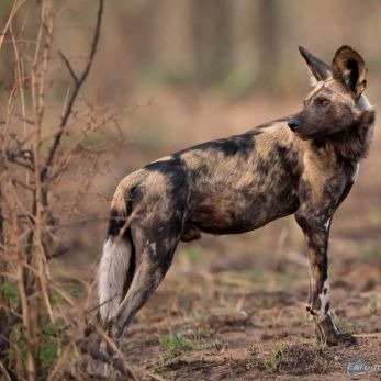 Bild: Wildhund - Südafrika (wildlife-wildhund-003.jpg)