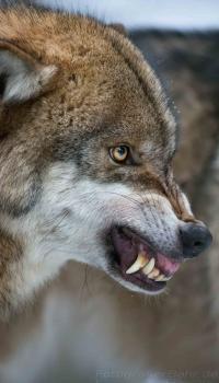 <p>Wolf</p>