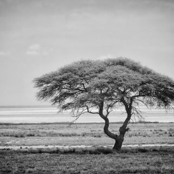 Bild: Etoscha Namibia (fineart-sw003.jpg)