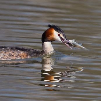 Bild: Haubentaucher (wildlife-003-haubentaucher.jpg)