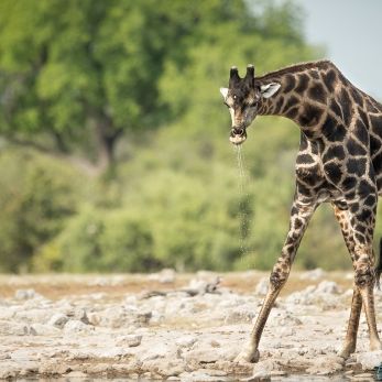 Bild: Giraffe - Etoscha - Namibia (019-Namibia-Giraffe.jpg)
